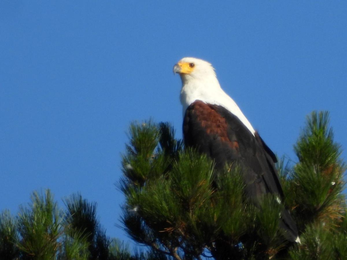 Eagles' Call Cottages And Tent Wilderness Bagian luar foto